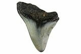 Bargain, Megalodon Tooth - North Carolina #152815-1